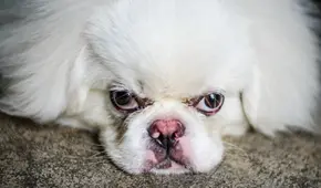 ¿Cuál es la palabra que los perros odian que les digan los humanos?