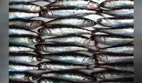 Produce establece límite de pesca de anchoveta en 150.000 toneladas para este año