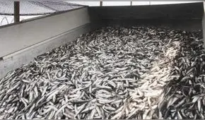 Produce autoriza pesca exploratoria de anchoveta y anchoveta blanca en la Zona Sur