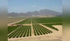 Chavimochic III recién se adjudicará en marzo del 2024