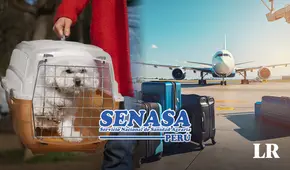 ¿Quieres viajar fuera del país con tu mascota? Conoce los requisitos para hacerlo, según Senasa