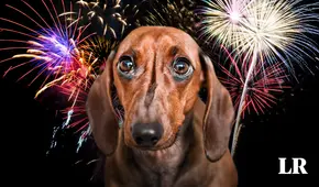 Año Nuevo para las mascotas: ¿qué tanto daño causa la pirotecnia y qué medidas tomar?