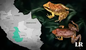 Científicos descubren una nueva especie de rana en Ayacucho: tiene un aspecto "críptico" Científicos descubren una nueva especie de rana en Ayacucho: tiene un aspecto "críptico"