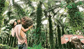 Ley Forestal: presentarán demanda de inconstitucionalidad contra reformas