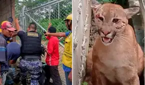 Puma muere ahorcado tras mala maniobra de rescate de la Policía en Madre de Dios