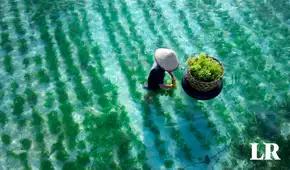 El cultivo que podría salvar a la humanidad de la hambruna en un mundo en tinieblas