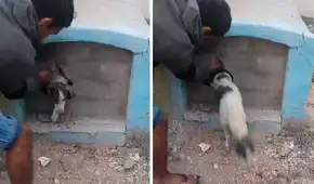 Rescatan a perrito que fue encerrado vivo en nicho de cementerio de Chiclayo