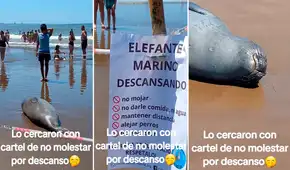Elefante marino descansa en la orilla del mar y lo cercan para que nadie lo moleste: “Buena idea”