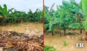 100.000 hectáreas de cultivos en riesgo en Tumbes: ¿qué alimentos se verían afectados ante el FEN?