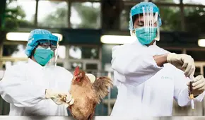 Sacrifican 23.000 aves por brote de gripe en granja