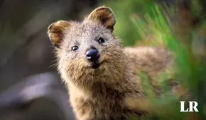 Descubre al Quokka, el animal que ha conquistado al mundo con su sonrisa