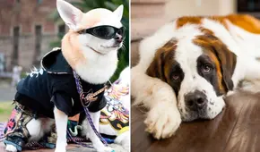 ¿Por qué los perros de raza grande viven menos que los pequeños? La respuesta científica