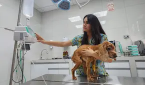 ¿Cómo detectar a tiempo si mi mascota se ha puesto mal por la ola de calor?