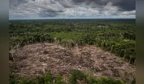 Ley Forestal: en Comisión de Pueblos sustentan tres proyectos de ley para derogar la nueva norma