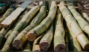 Producción de caña para la industria azucarera en el Perú superó las 10 millones TM en 2023