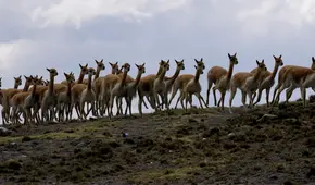 Loro Piana lucra con la miseria: comunidad recibe $280 por lana de vicuña, pero empresa cobra $9.000 por prenda