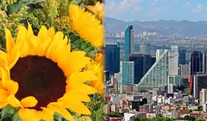 ¿Por qué el 21 de marzo se regalan flores amarillas en México y otros países? Origen de esta tendencia