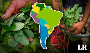 Producción de hoja de coca en el mundo es liderada por 3 países de Sudamérica
