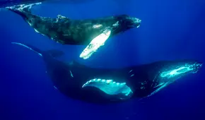 Descubre la primera nación del caribe en proteger el 30% de sus mares con ayuda de un país Latinoamericano