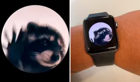 ¿Cómo tener la imagen de Pedro, el mapache viral de TikTok, en la pantalla de tu smartwatch?