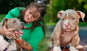 La ciudad de Estados Unidos que busca eliminar prohibición de pitbulls: “No todas las razas son agresivas”