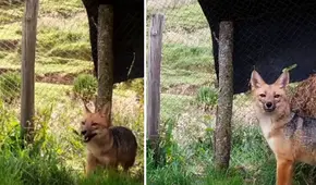 Run Run cumple 2 años de ser rescatado: así luce el zorrito en un zoológico de Cajamarca