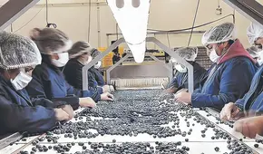 Gobierno volverá a darle privilegios tributarios a las agroexportadoras