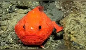 Estas son las especies marinas que se encuentran a más de 1.500 metros de profundidad en las costas de Chile