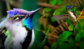 El colibrí más hermoso de la Tierra está en Sudamérica: sus plumas cambian de color con la luz