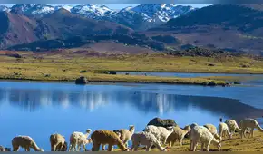 Huancavelica: denuncian grave contaminación de laguna Choclococha por parte de empresa extranjera