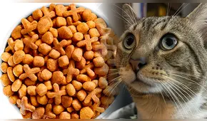 Estudio mexicano revela cuáles son las PEORES marcas de croquetas para darle a tu gato: una es de las más vendidas
