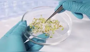 Aspec sobre posible ingreso de transgénicos al Perú: "Afecta la agrobiodiversidad"