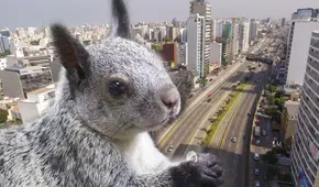 ¿Por qué hay tantas ardillas en Lima? Estos son los distritos de la capital donde puedes ubicarlas