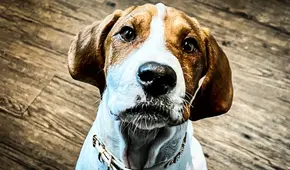 Mujer estadounidense pide eutanasia para su perro enfermo, pero un año después lo encuentra en adopción