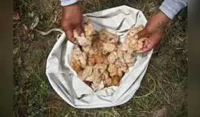 Transgénicos en Perú: entre la biodiversidad y ampliar la frontera agrícola