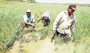 Fortificación universal del arroz para reducir la anemia infantil, por Aníbal Velásquez