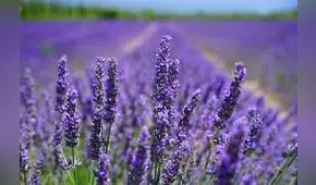 Esta planta aromática hace más feliz a una persona y favorece el sueño, según estudio científico