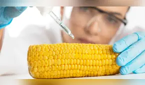 Midagri no quiere esperar al 2035 para el cultivo de transgénicos: "Hay que comenzar de una vez"