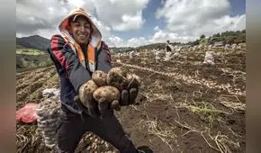 La historia de la papa: desde su llegada a Europa hasta su papel crucial en la crisis alimentaria