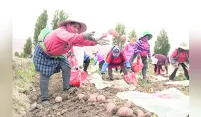 Las manos que cultivan la papa siempre pierden