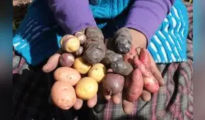 Día Internacional de la Papa: existen 11 variedades protegidas por la propiedad intelectual