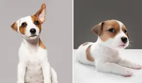 ¿Sabías que los perros pueden comprender hasta 200 palabras?: conoce cuáles son las más comunes