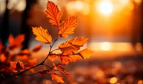 Temporada de otoño 2024: ¿Cuándo es el primer día del otoño de 2024 en Estados Unidos?