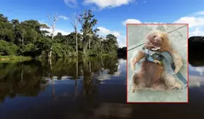 Cusco: presuntos traficantes abandonaron a un oso perezoso atado y dentro de un costal