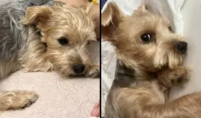 La Victoria: perrita escapó luego de que ladrones robaran su casa y ahora su familia la busca