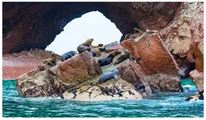 SNP insiste en pescar en  Paracas: Gremio industrial apeló decisión del PJ