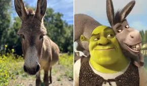 El verdadero burro que inspiró al personaje de 'Shrek' ganará una jubilación millonaria: conoce su historia