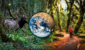 Los efectos del cambio climático no existen en este bosque en Estados Unidos