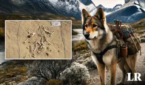 Científicos descubren en Sudamérica los restos fósiles del primer perro utilizado como 'animal de carga'