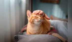 Estudio científico revela las 5 razas de gato que viven más años: conoce cuáles son
